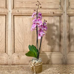 Orquídeas plantas de interior